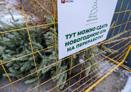 Юрист предупредил о штрафах при неправильной утилизации елки