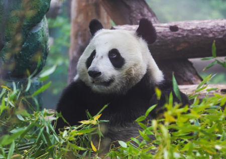 Панда Катюша в зоопарке Москвы: последние новости 13 января, фото, видео