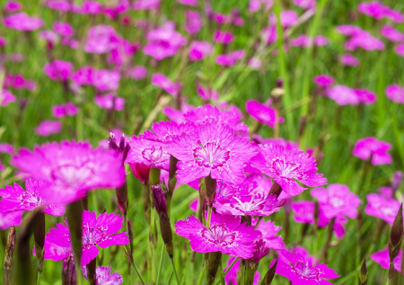 Гвоздика‑травянка — звездочка вашего сада: почему это растение покорит даже новичка