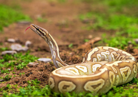 Продавец случайно наступил на огромного питона и поплатился за это жизнью