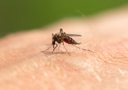 Комар испортил отпуск экс-участнице шоу «Холостяк» на Сейшелах