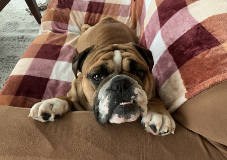 Домашний питомец стал «палачом» для своего хозяина