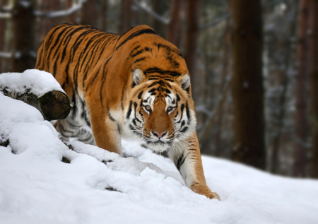 В Приморье выпустили на волю убившего лошадь тигра