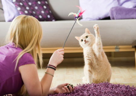 Россиянам рассказали, как быстро адаптировать кошку к новой квартире