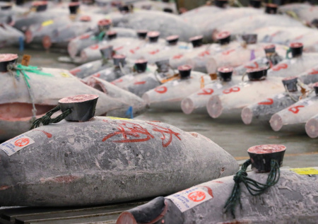 Самая дорогая рыба в мире ушла с молотка