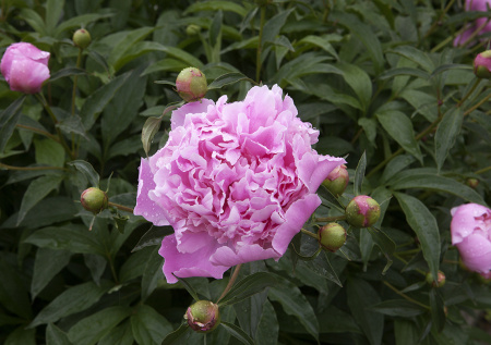 Пионы в саду — как расставить акценты: простые идеи для эффектного ландшафтного дизайна