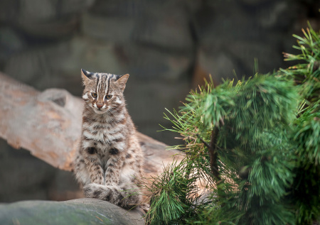 Краснокнижные котята напали на курятник в Приморье