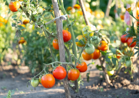 Томаты‑чемпионы для идеальной банки: сорт «Домашний разносол» — ваш секрет вкусных заготовок