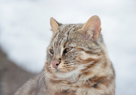 Редкий лесной кот забрел во двор к жителю Приамурья и попал на видео