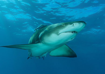 Акула-дракон с 12 эмбрионами погибла на глазах у туристов