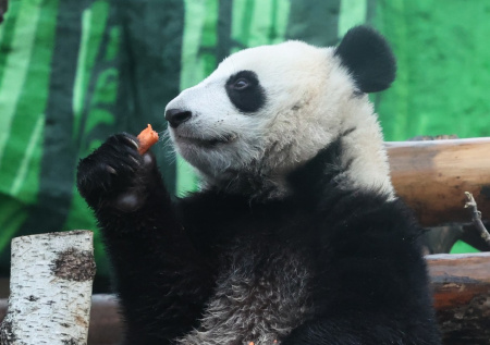 Панда Катюша в зоопарке Москвы: последние новости 14 января, фото, видео