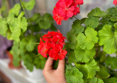 Герань зимой: как спасти любимый цветок от «сезонной хандры» и сохранить его красоту