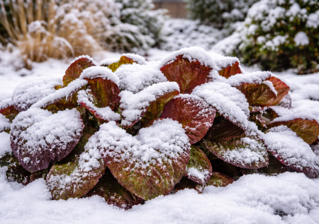 Многолетник, который украсит участок даже зимой: если сейчас в вашем саду хмуро, запомните его и посадите весной