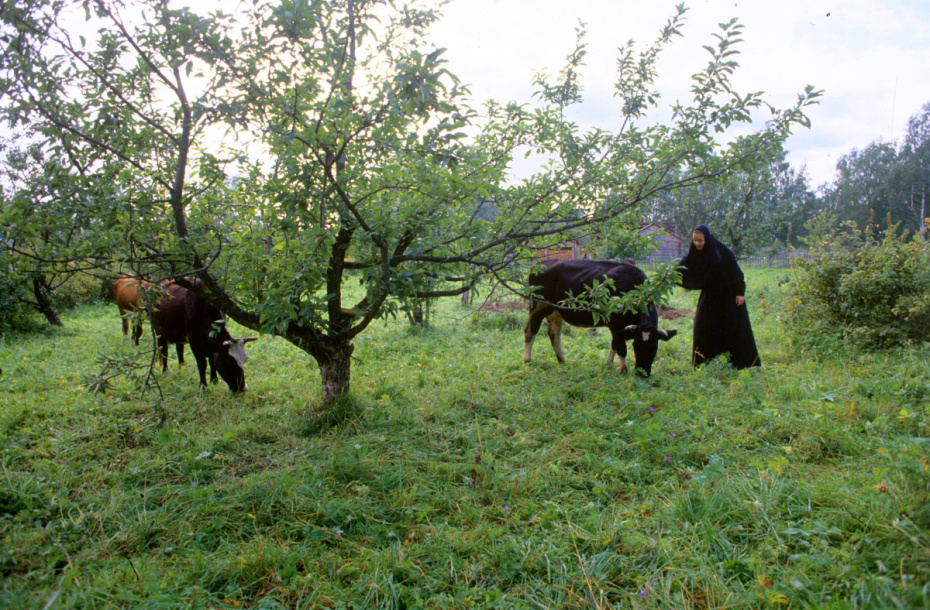Послушница Спасо-Преображенского Макариево-Писемского женского монастыря в саду во время выпаса скота из монастырского подсобного хозяйства. Деревня Домнино
