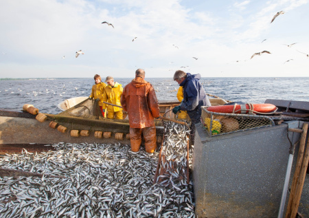 Российские рыбаки установили рекорд по вылову одного вида рыбы