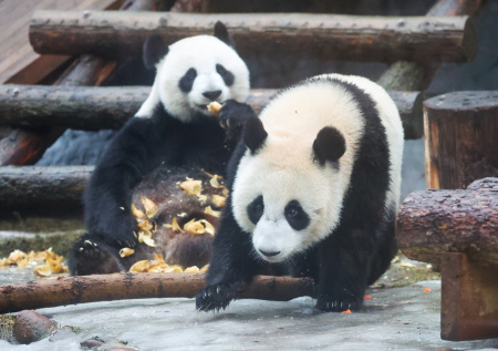 Уникальный вольер построят для панды Катюши в Московском зоопарке
