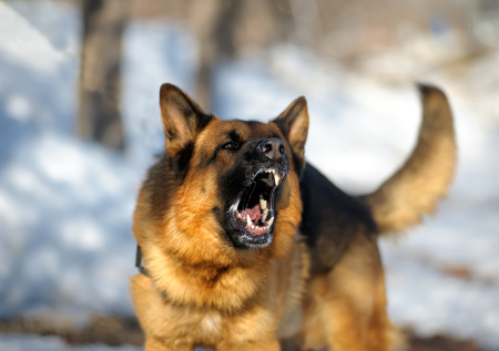 Стая бездомных собак едва не загрызла мать с дочкой недалеко от детсада