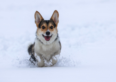 Кинолог объяснил, почему собаки любят сугробы