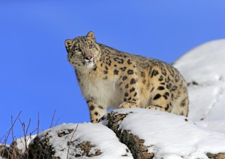 Нападения снежных барсов на скот в Алтае выросли в 10 раз