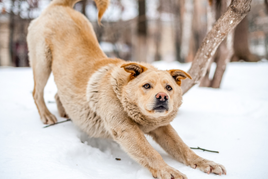 Приметы о животных на январь