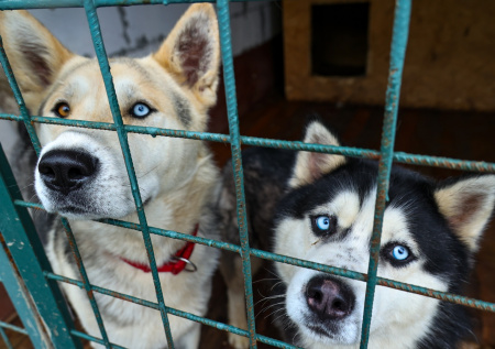 В Госдуме предложили ужесточить контроль над домашними животными