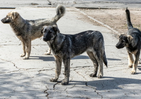 В Татарстане мужчине ампутировали часть ноги после нападения собак