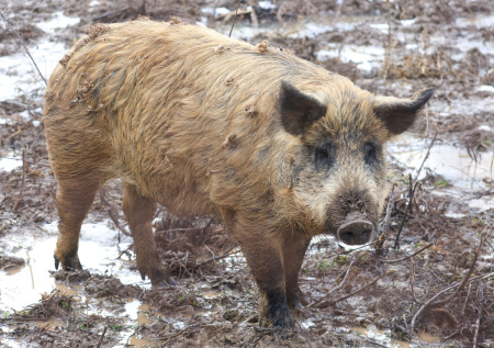 Российский военный рассказал о встрече с грозным зверем в районе ЗАЭС