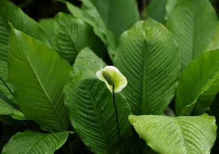 Спатифиллум капризничает зимой? — Раскрываем секреты спасения «женского счастья»