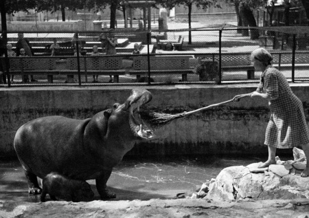 Зоосад блокадного Ленинграда: спасение животных, история бегемота Красавицы