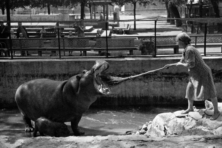 Сотрудница зоопарка в вольере с бегемотом, 1944 год