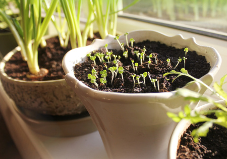 Успейте до конца февраля: эти пять овощей нужно посеять сейчас, иначе урожая летом не видать