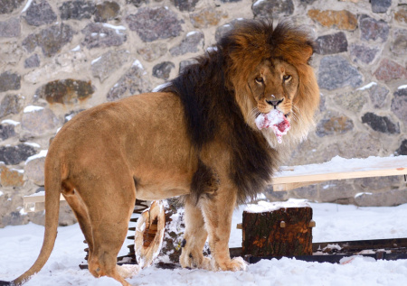 В Московском зоопарке объяснили, зачем пускают львов гулять зимой