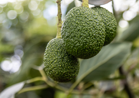 Не только в гуакамоле! Авокадо — природное лекарство, все о продукте