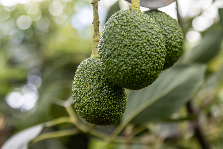 Как чистить и готовить авокадо