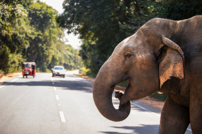 К чему снится слон