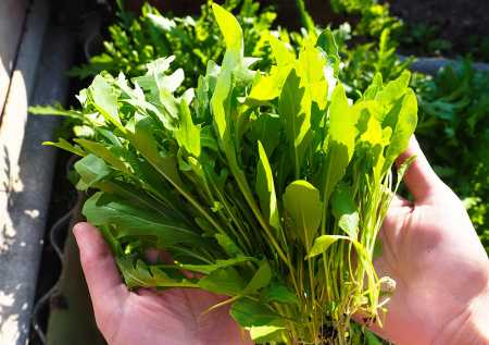 Чем полезна рукола, зачем она нужна и куда ее добавлять