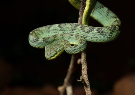 Змея с вызывающим некроз ядом укусила девочку