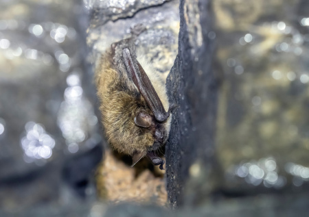 Вымирающих животных нашли в пещерах Свердловской области