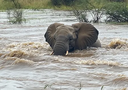 Слониха спасла своего детеныша во время наводнения