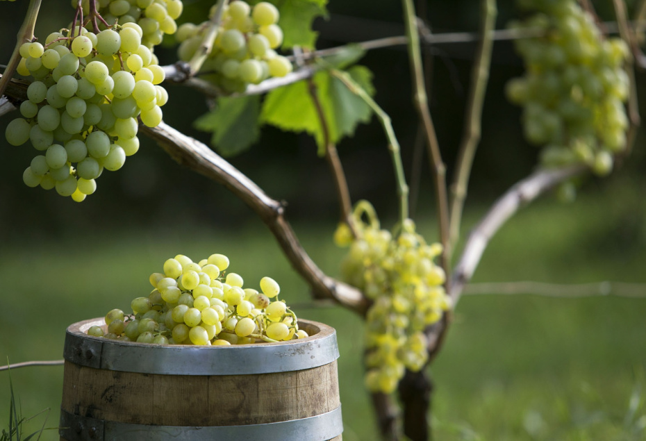 От римлян до наших дней: полная история коньяка и его будущее