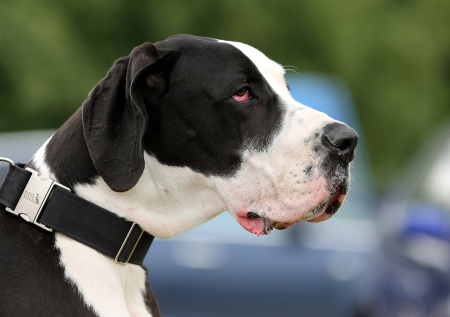 Самая высокая собака в мире попала в Книгу рекордов Гиннеса