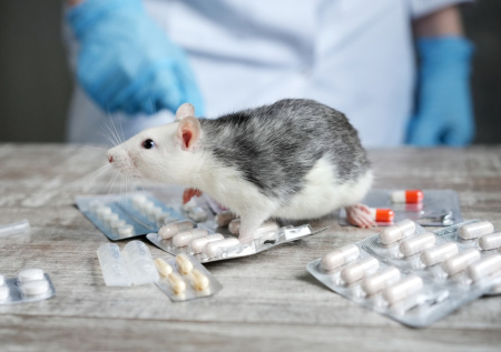 Очевидцы засняли захваченную крысами больничную палату