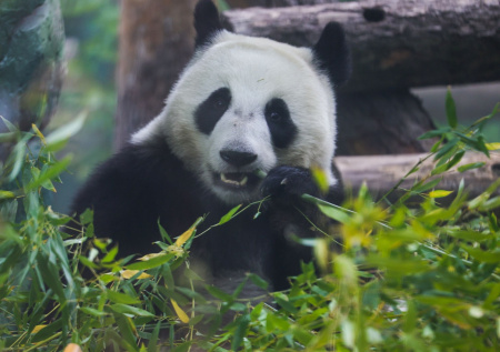 Панда Катюша в зоопарке Москвы: последние новости 19 января, фото, видео