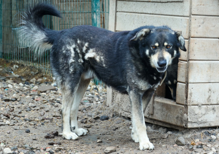 В Госдуме попросят ввести особый режим в Мариуполе из-за собак