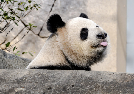 В Китае арестовали двух мужчин за ложные публикации о спаривании панд