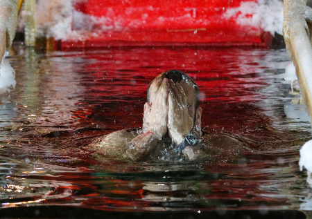 «Великолепно!»: британцы окунулись в прорубь в Москве и пришли в восторг