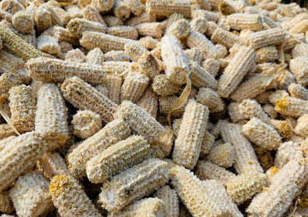 Кукурузные стержни — зимняя сказка для кур: как сделать птичник теплым и уютным без обогревателя