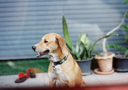 Потерявшийся пять лет назад пес вернулся к хозяевам в США