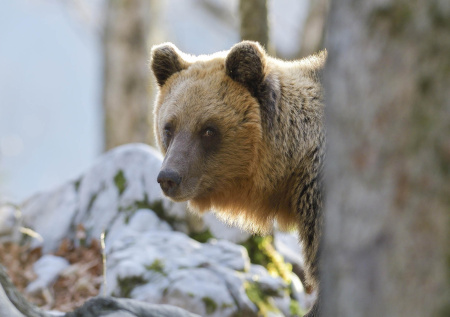 К чему снится убегать от медведя: предвестие беды или удачи?