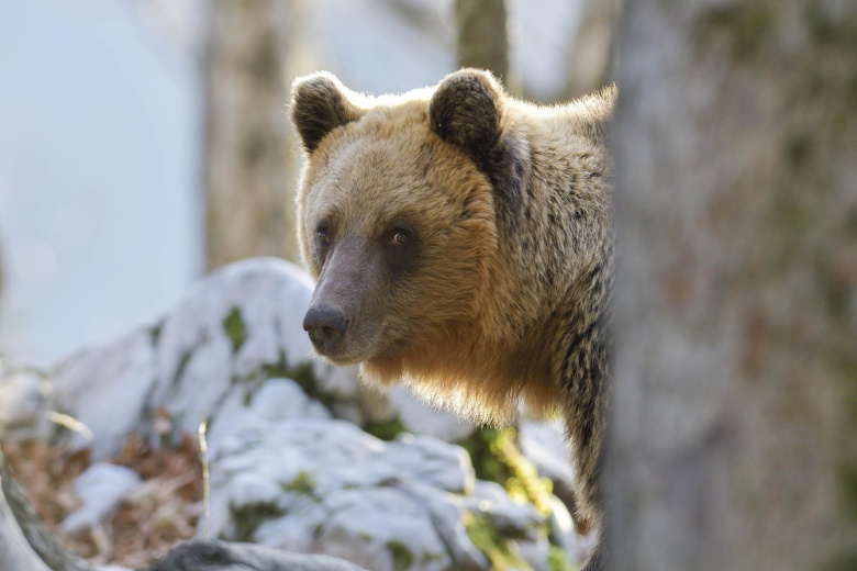 К чему снится убегать от медведя